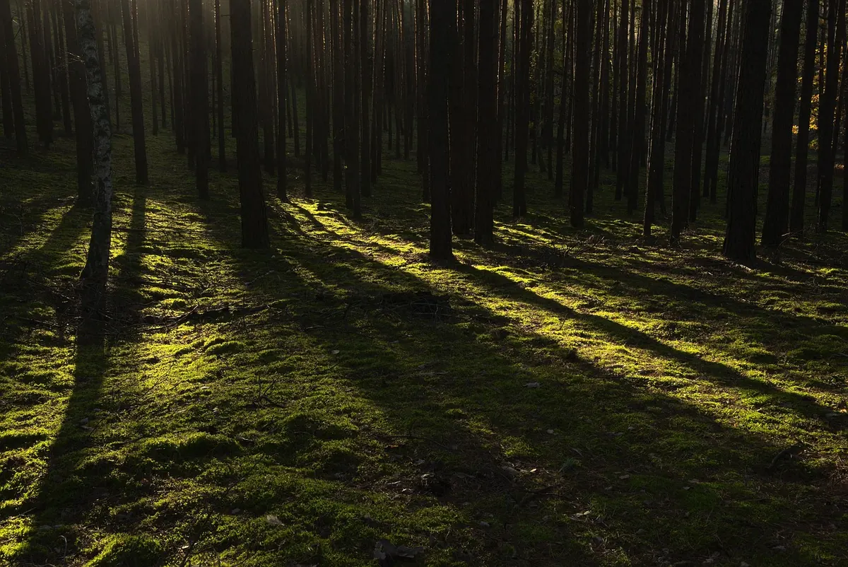 Common Mistakes in Forest Photography (and How to Fix Them)