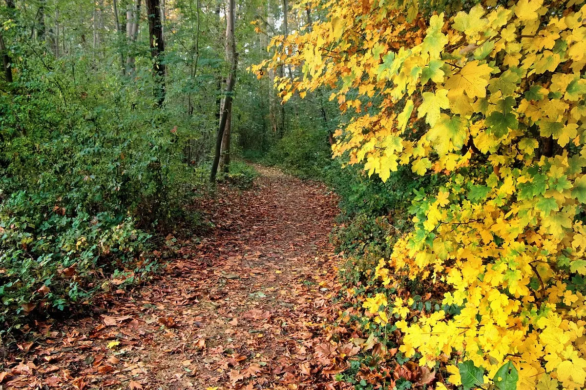 How to Photograph Autumn Forests in the UK: Colour, Composition and Weather