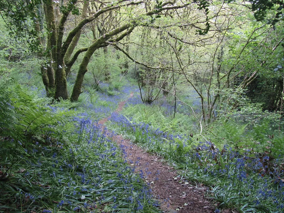 Photographing Woodland Bluebells: A Seasonal Checklist for Soft Light and Mist